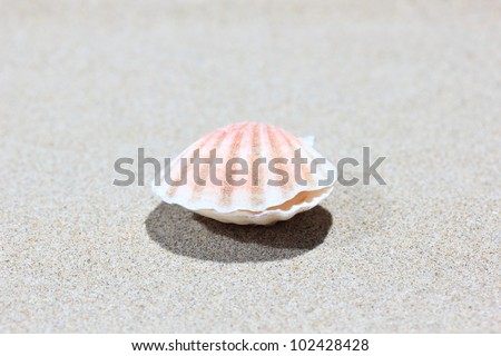 Closed Seashell on caribbean beach, closed-up