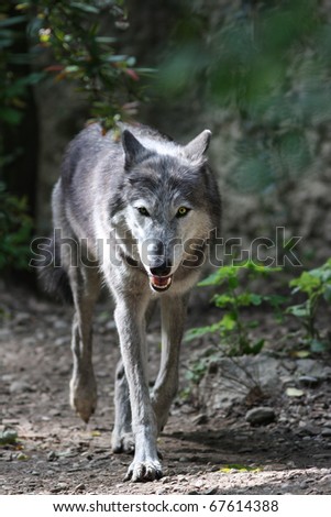 The wolf (Canis lupus) in the forest