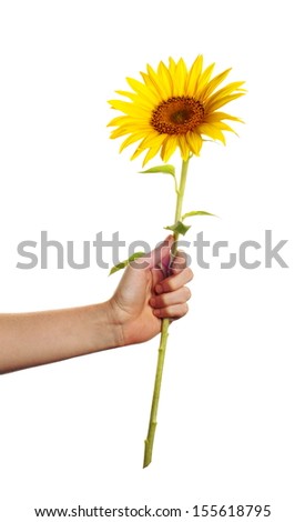 someone give away a sunflower in front of a white backgound
