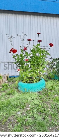 Similar – Image, Stock Photo Red flowers growing against a pale yellow wall