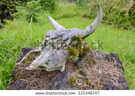 Cow Skull on a Rock