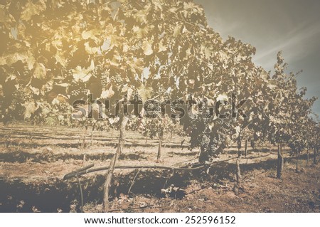 Vineyard with Blue Sky in Autumn with Vintage Film Style Filter