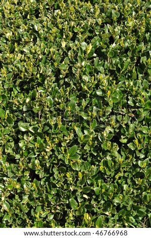 Green and Yellow Hedge Plant Vertical Background