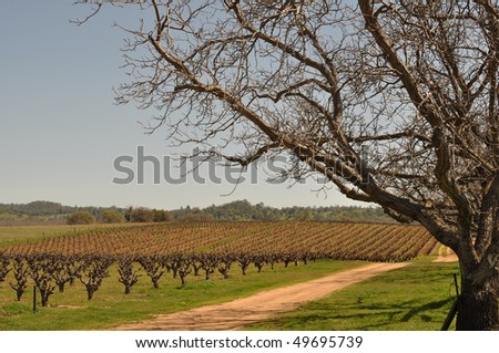 California Vineyard on a Blue Sky Day framed by a Tree