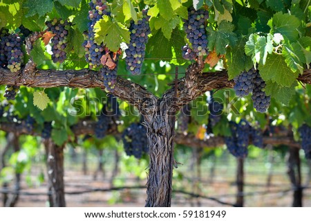 Red Grapes on the Vine in Napa Valley Close Up Macro ready to be made into Wine