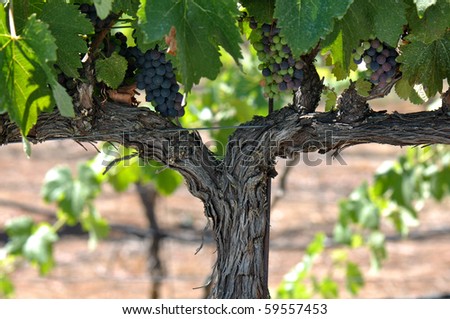 Red Grapes on the Vine in Napa Valley California