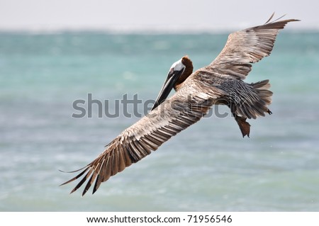 Pelican Flying over the Sea looking for food