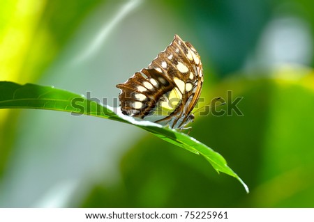 Malachite Butterfly Close Up in Rain Forest
