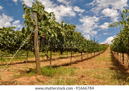 Wine Vineyard with Blue Sky and Clouds