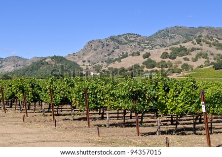 Napa Valley California Vineyard