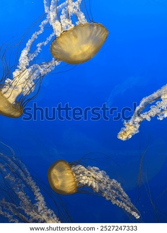 Similar – Foto Bild Qualle im Aquarium 1 Tier