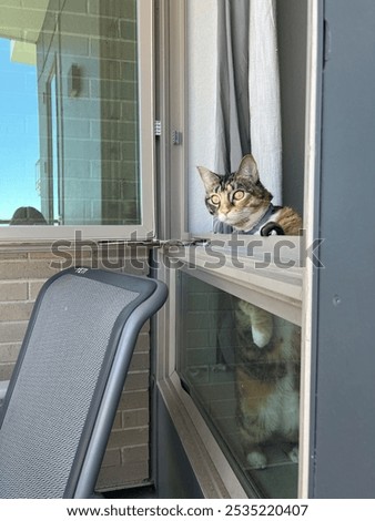 Similar – Image, Stock Photo nosy cat spies Animal Pet