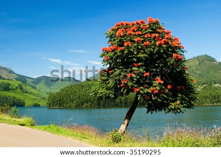 Flame of the forest blooming on the shores of Maddupatti lake, Munnar India