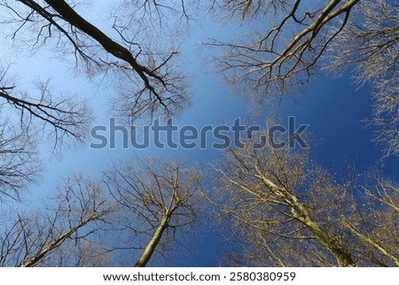 Similar – Image, Stock Photo bare treetops in winter in front of sky