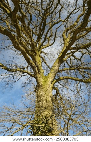 Similar – Image, Stock Photo bare treetops in winter in front of sky