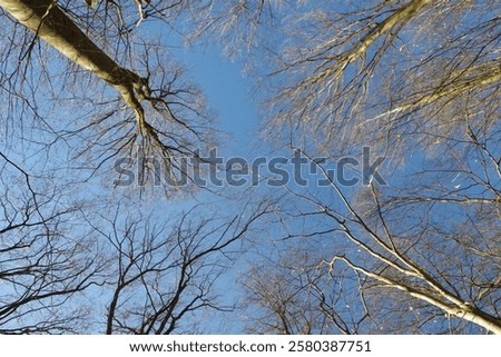 Similar – Image, Stock Photo bare treetops in winter in front of sky