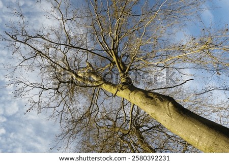 Similar – Image, Stock Photo bare treetops in winter in front of sky