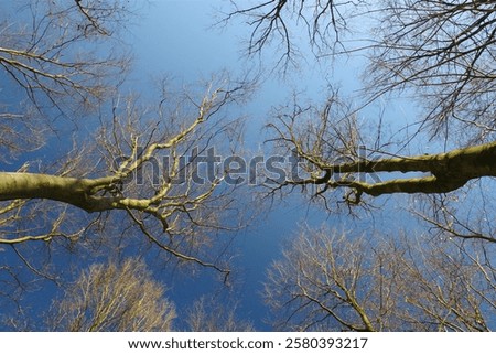 Similar – Image, Stock Photo bare treetops in winter in front of sky