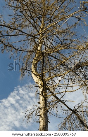 Similar – Image, Stock Photo bare treetops in winter in front of sky