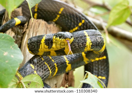 Gold-ringed cat snake