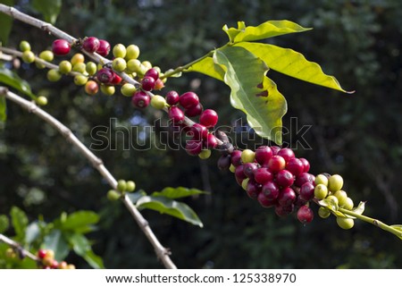 coffee berries on a branch . Coffee farm