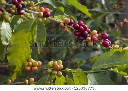 coffee berries on a branch . Coffee farm