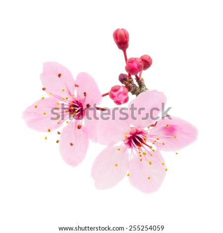 Similar – Image, Stock Photo flowering twig Blossom