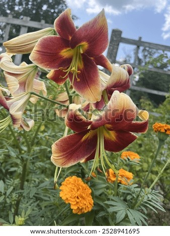 Similar – Image, Stock Photo Brooklyn Backyard