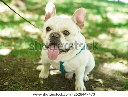 Similar – Foto Bild Französische Bulldogge auf einem Spaziergang