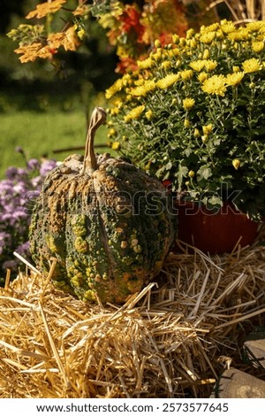 Similar – Foto Bild Sliced ​​dry hay in summer in evening sun with shed and forest in the background. Branch with leaves in the right foreground. Sun star between leaves. Rural scene, Switzerland.