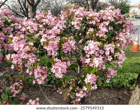 Similar – Image, Stock Photo Bush hawthorn with flowers and buds