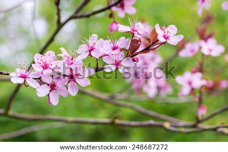 Similar – Image, Stock Photo Flowers of plum tree, also known as Prunus cerasifera Pissardii, in early spring