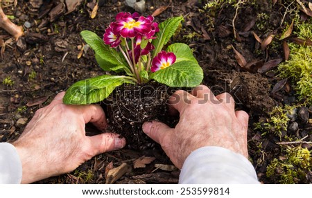 Man Planting Primroses in the Garden