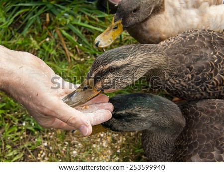 Ducks kicking up cracked corn dust as they eat out of a man\'s hand