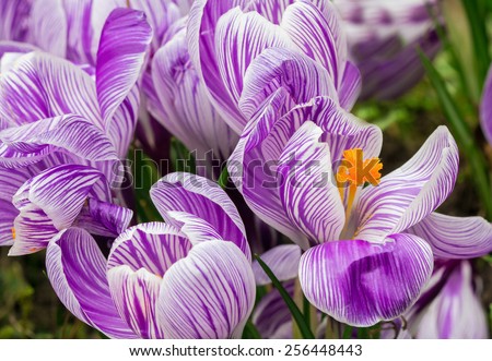 Closeup of Crocus vernus \'Striped Beauty\' with its grass-like leaves in the process of blooming