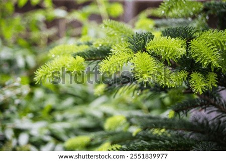 Similar – Image, Stock Photo Fir needles with morning dew