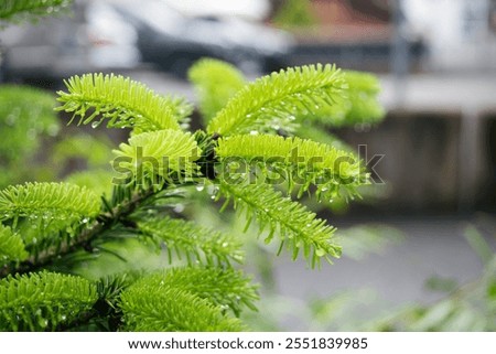 Similar – Image, Stock Photo Fir needles with morning dew