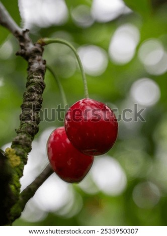 Similar – Image, Stock Photo Freshly picked cherries ready to eat