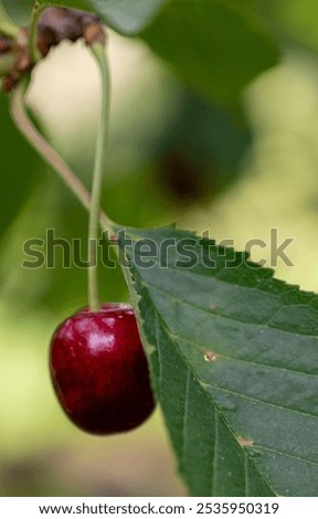 Similar – Image, Stock Photo Freshly picked cherries ready to eat