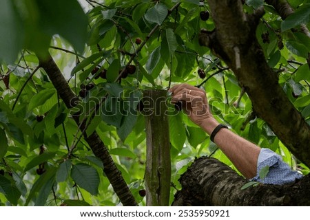 Similar – Image, Stock Photo Freshly picked cherries ready to eat