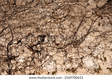 Similar – Image, Stock Photo urban interweaving of nature, people and culture