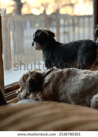 Similar – Foto Bild Hund beobachtet Sonnenuntergang auf dem Land