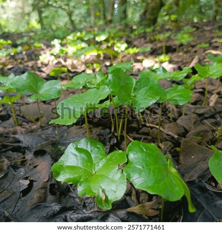 Similar – Image, Stock Photo Wet plant on sandy seashore