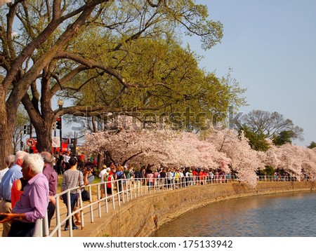 WASHINGTON DC - APRIL 10: Throngs of tourists visit the National Cherry Blossom Festival at the tidal basin on April 10, 2013 in Washington, DC.