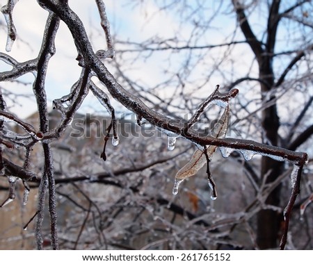 Leaves, branches, and newly formed buds encased in ice after a late winter ice storm.