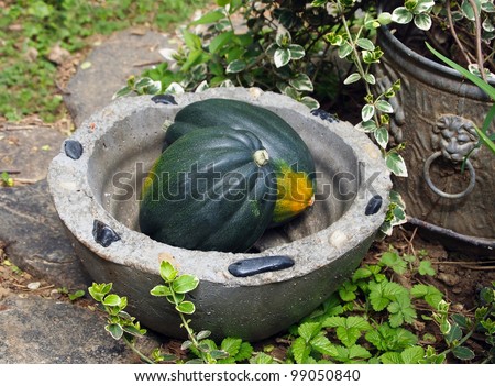Two acorn squashes rest in a decorative cement flower pot  in a garden.