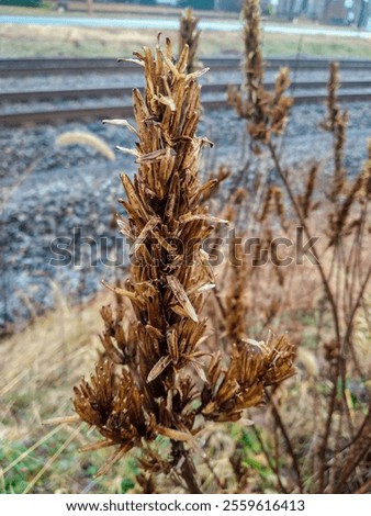 Similar – Image, Stock Photo Railroad tracks with branches