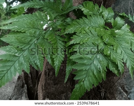 Image, Stock Photo Green and dry fern leave in the forest, autumn background.