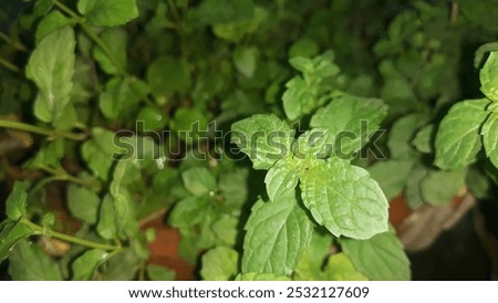 Similar – Image, Stock Photo Mint foot planted in old basin with label