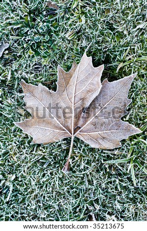 frost and leave on grass